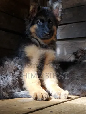 1-3 months Male Purebred German Shepherd
