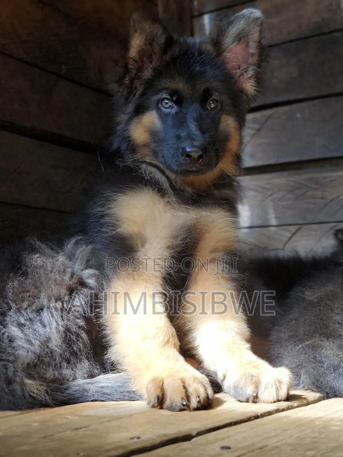 1-3 months Male Purebred German Shepherd