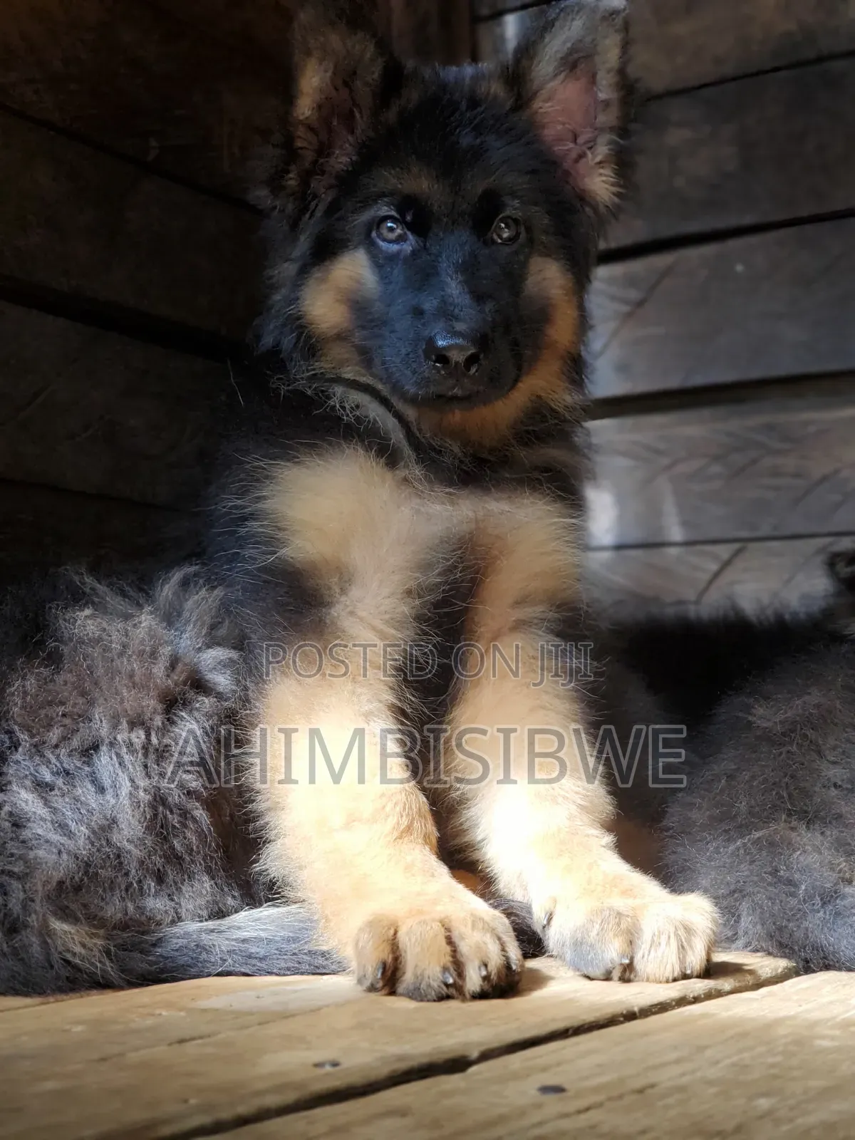 1-3 months Male Purebred German Shepherd
