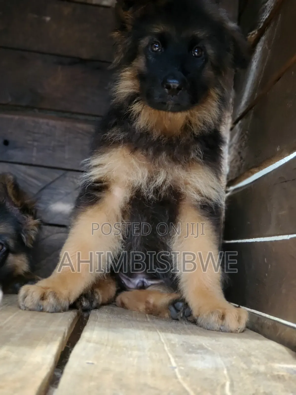 1-3 months Male Purebred German Shepherd