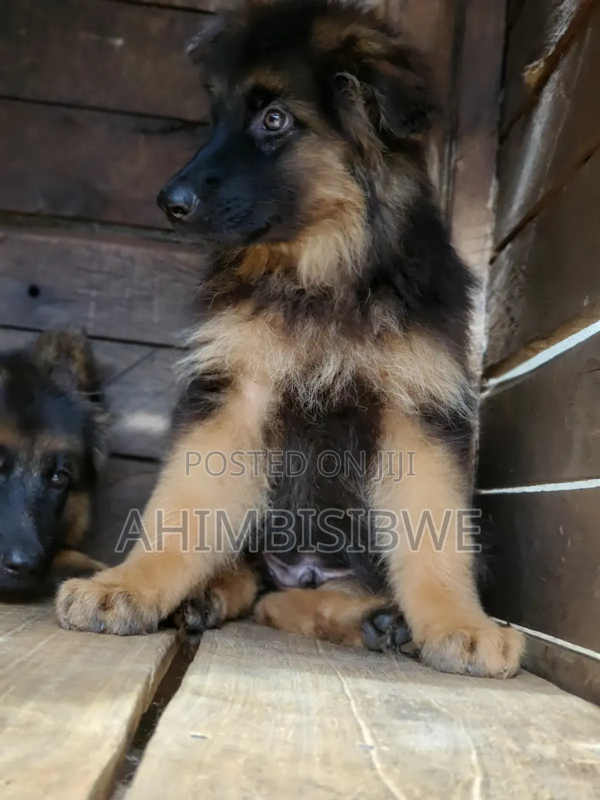 1-3 months Male Purebred German Shepherd