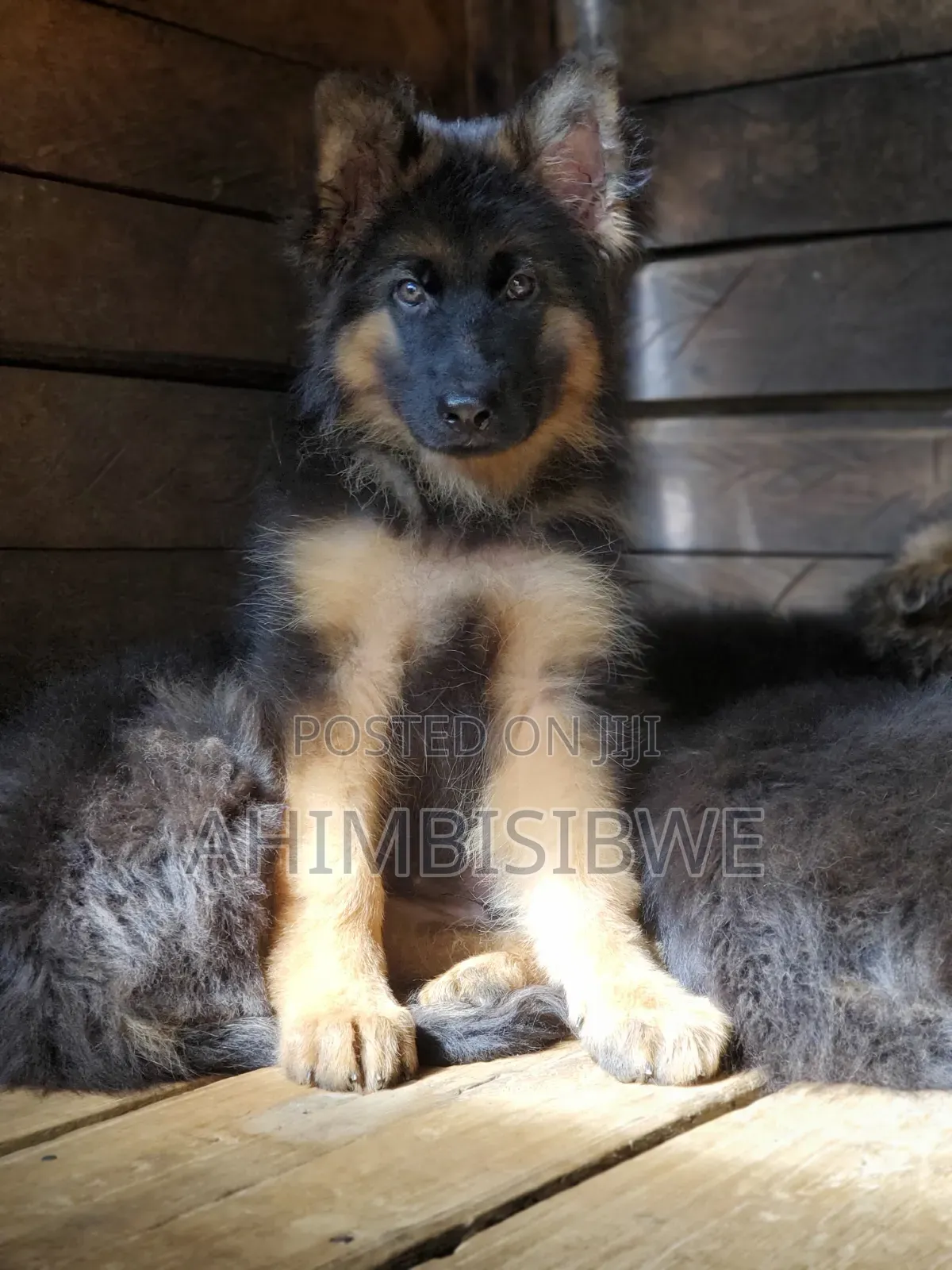 1-3 months Male Purebred German Shepherd