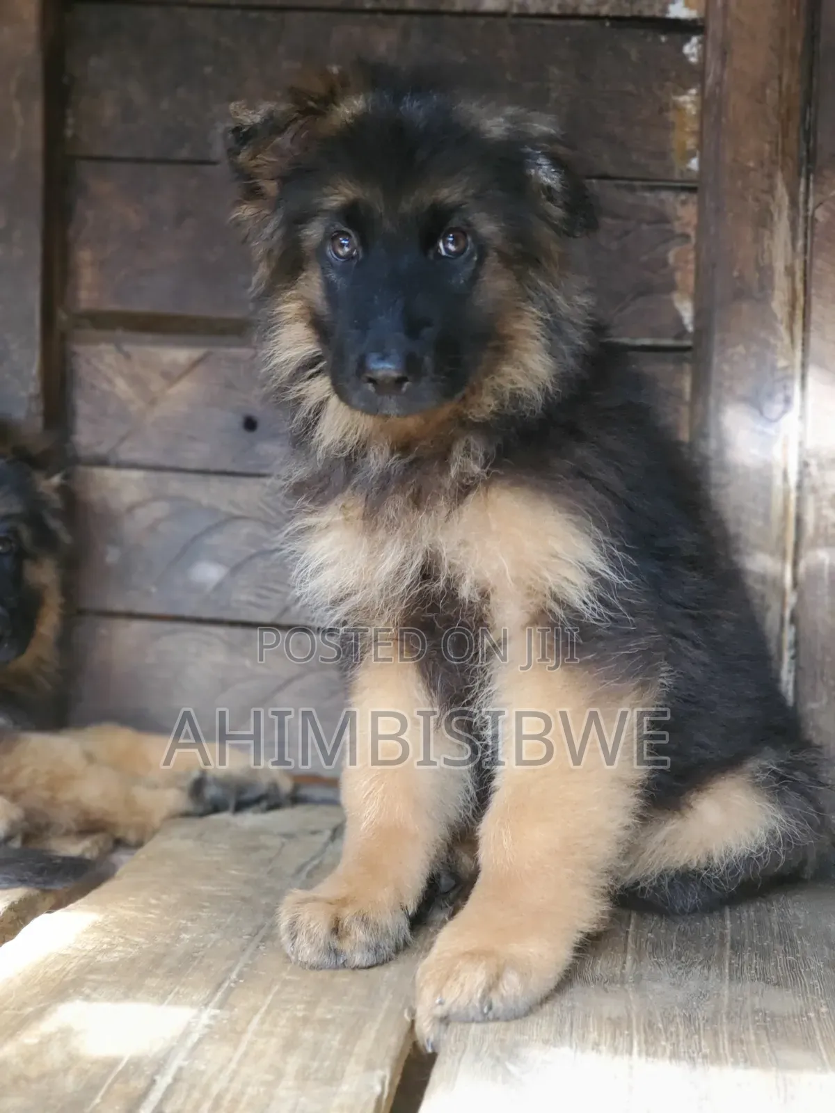 1-3 months Male Purebred German Shepherd