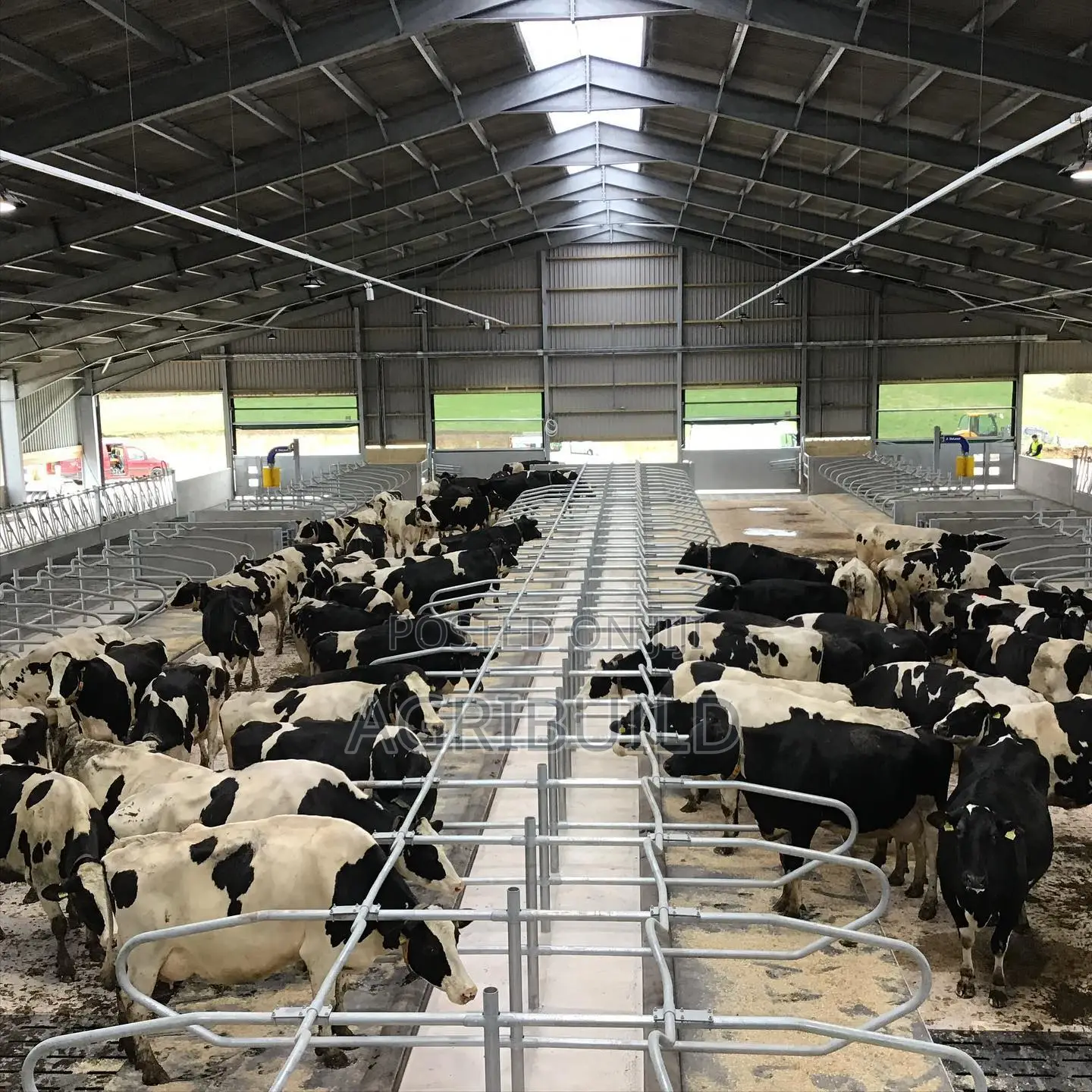Dairy Farm Steel Frame Building Construction