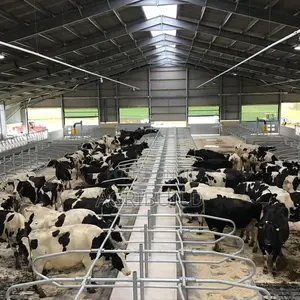 Dairy Farm Steel Frame Building Construction