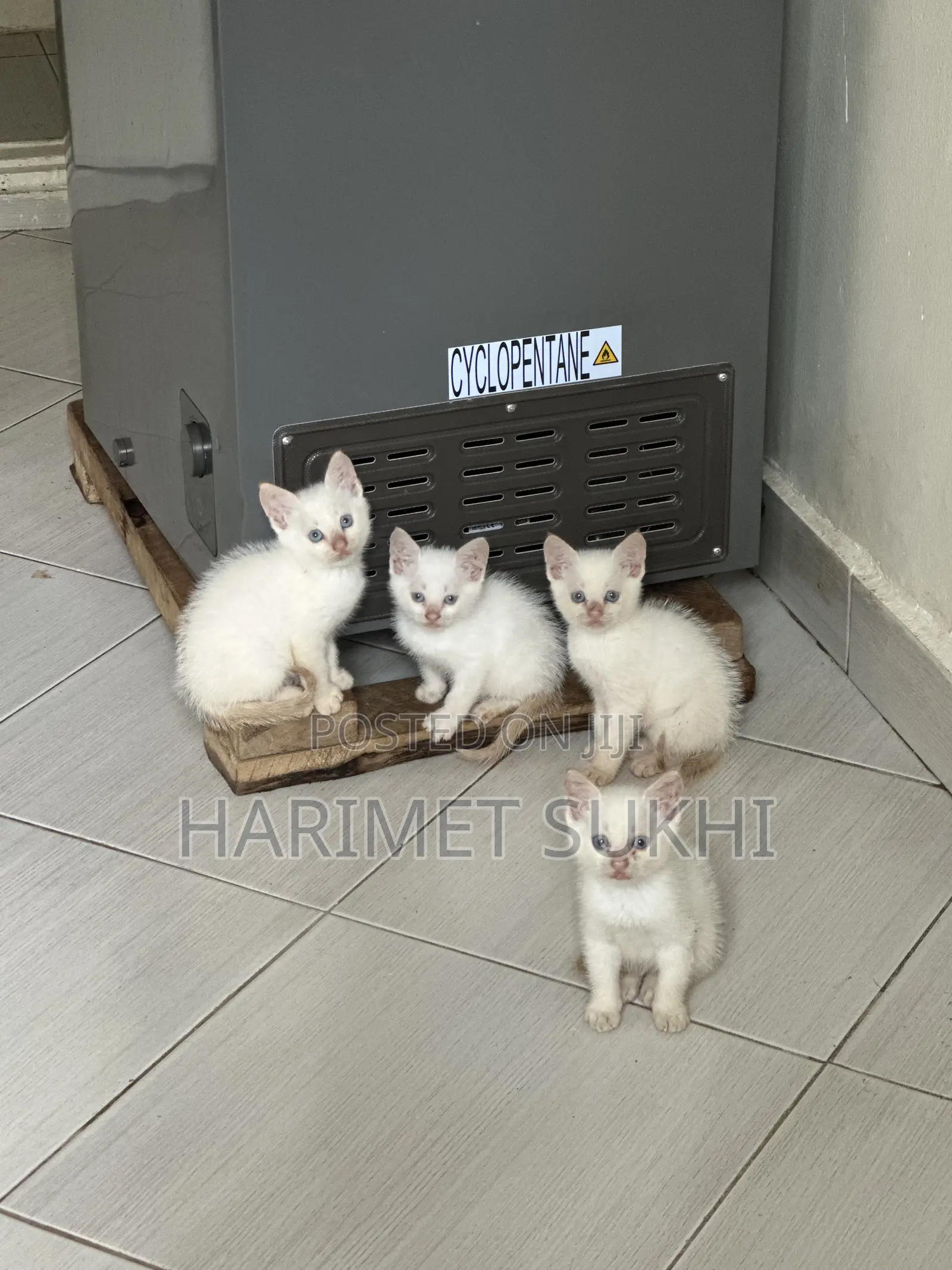 1-3 months Male Mixed Breed Persian