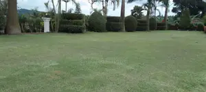 Lawn Care and Lawn Maintenance