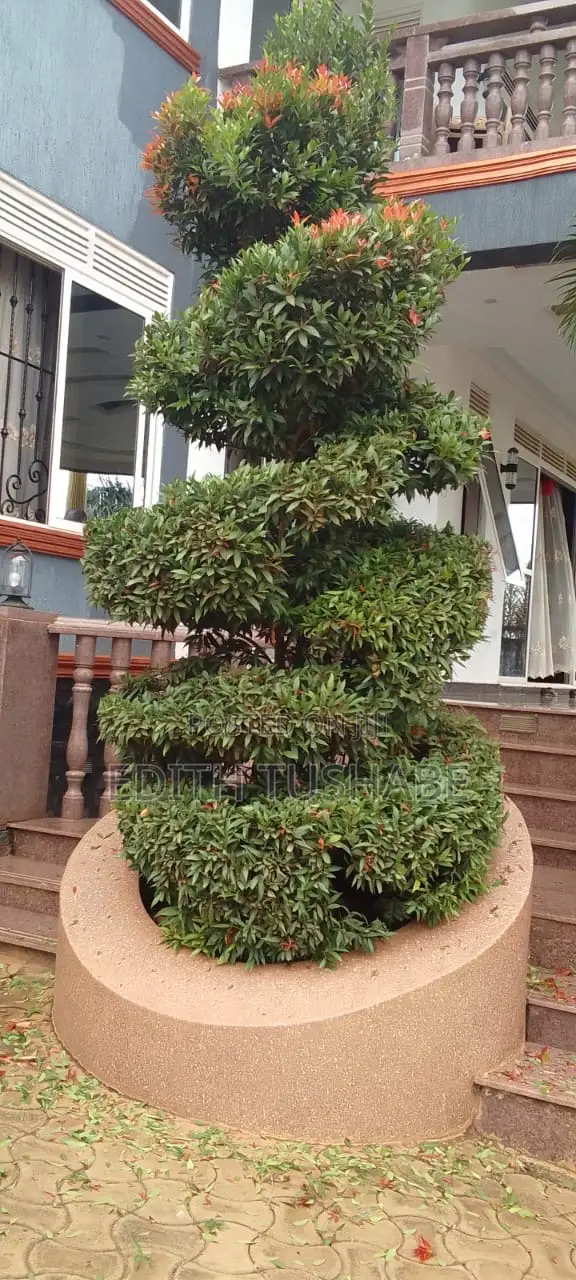 Lawn Care and Lawn Maintenance