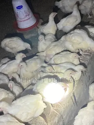 Broilers Healthy Birds