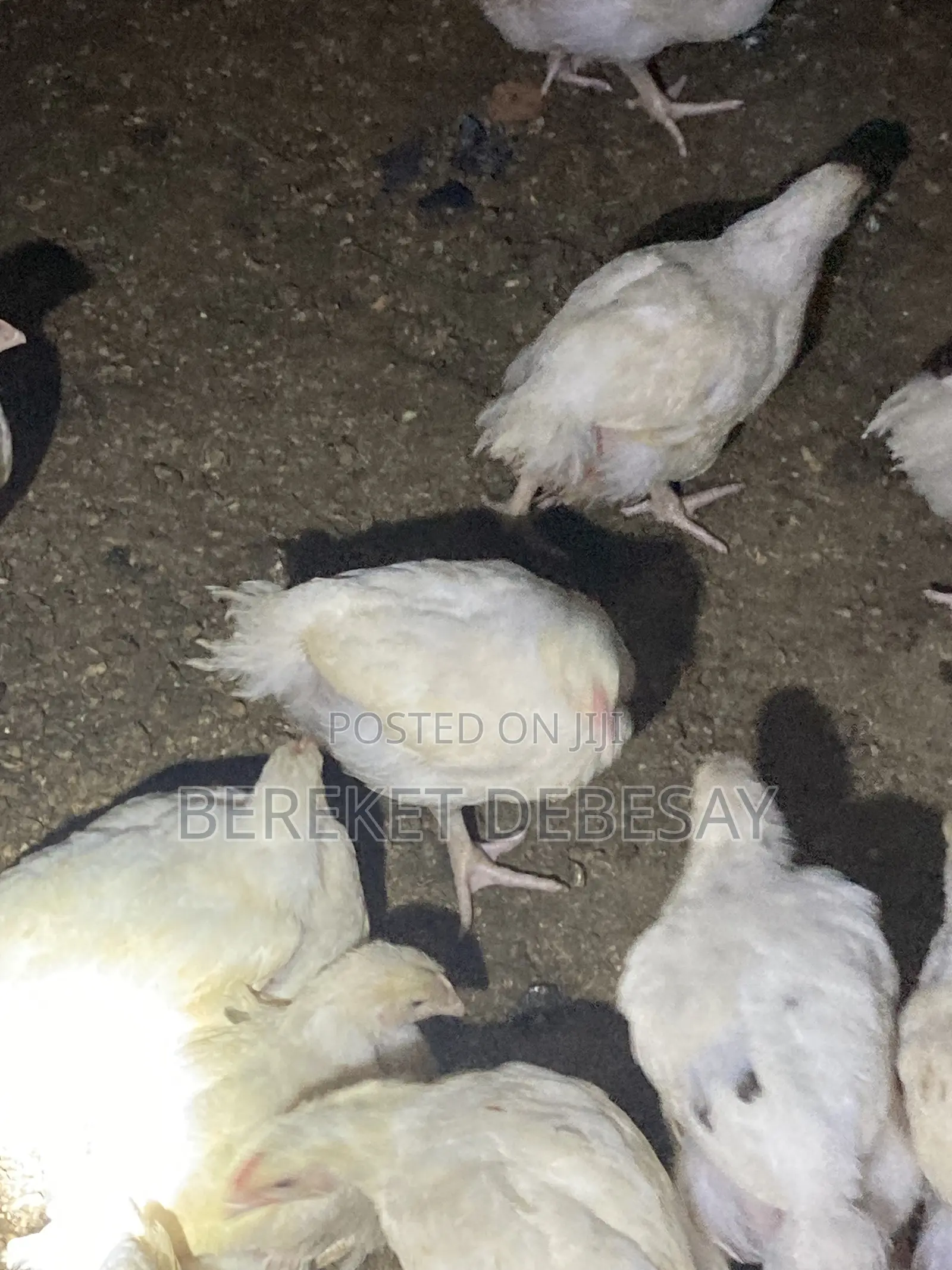 Broilers Healthy Birds