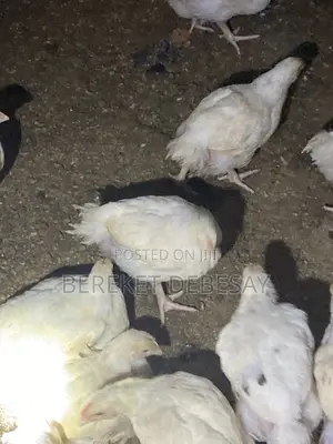Broilers Healthy Birds