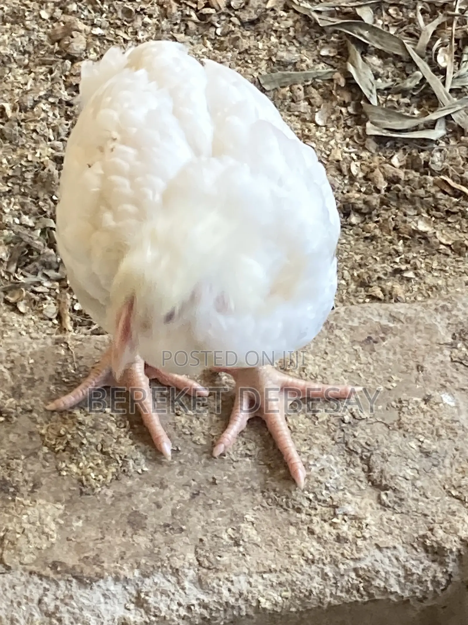 Broilers Healthy Birds