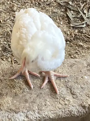 Broilers Healthy Birds