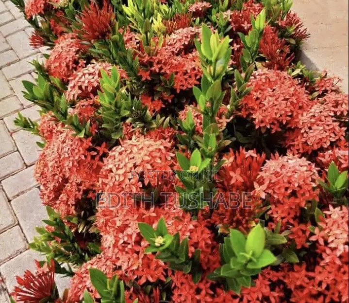 Compound Designing Flowers/Gardening