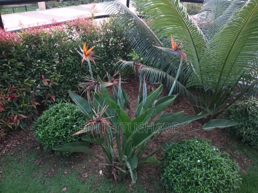 Compound Designing Flowers/Gardening