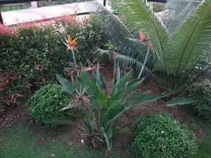 Compound Designing Flowers/Gardening