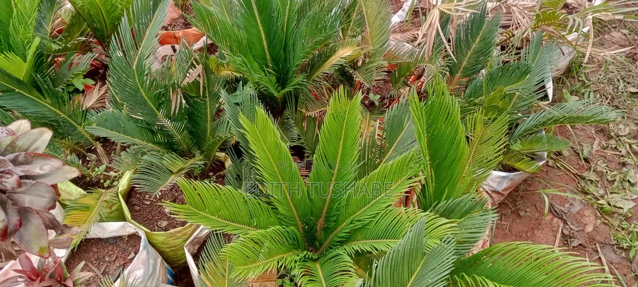 Compound Designing Flowers/Gardening