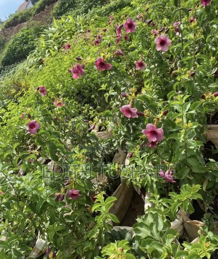 Compound Designing Flowers/Gardening