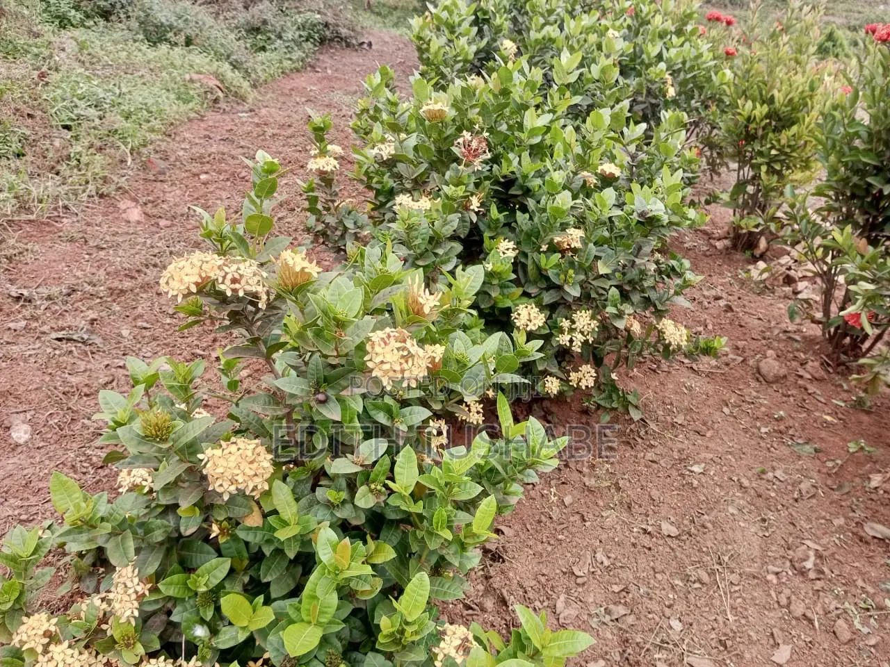 Compound Designing Flowers/Gardening