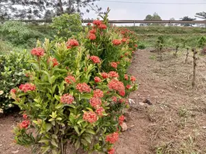 Compound Designing Flowers/Gardening