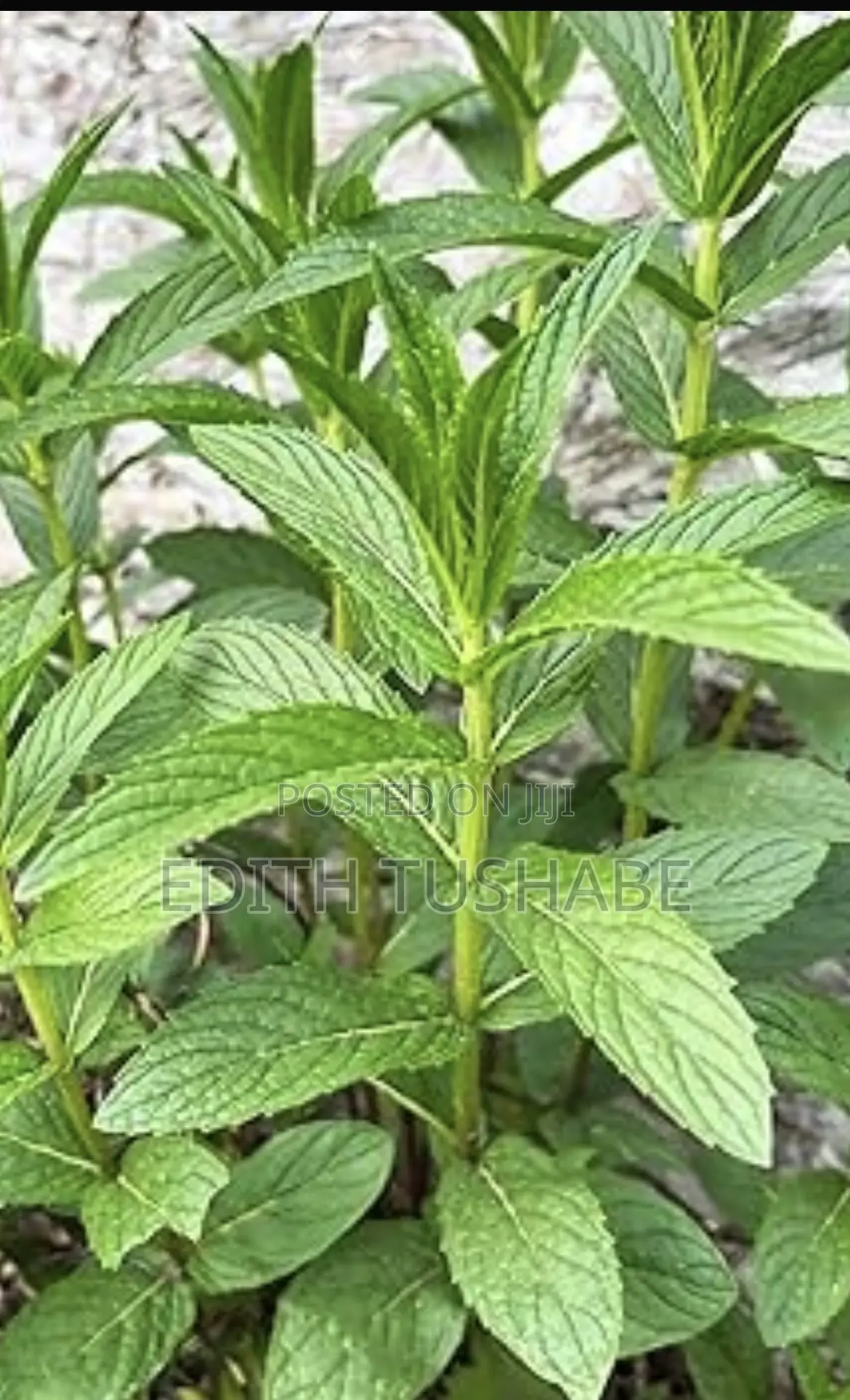 Food and Tea Spices