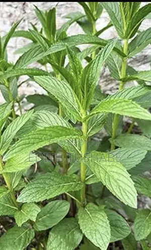 Food and Tea Spices