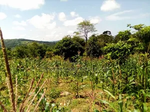 8 Acres Lake View Land – Mpata Nakitto Village (Mukono) at 50m/Acre