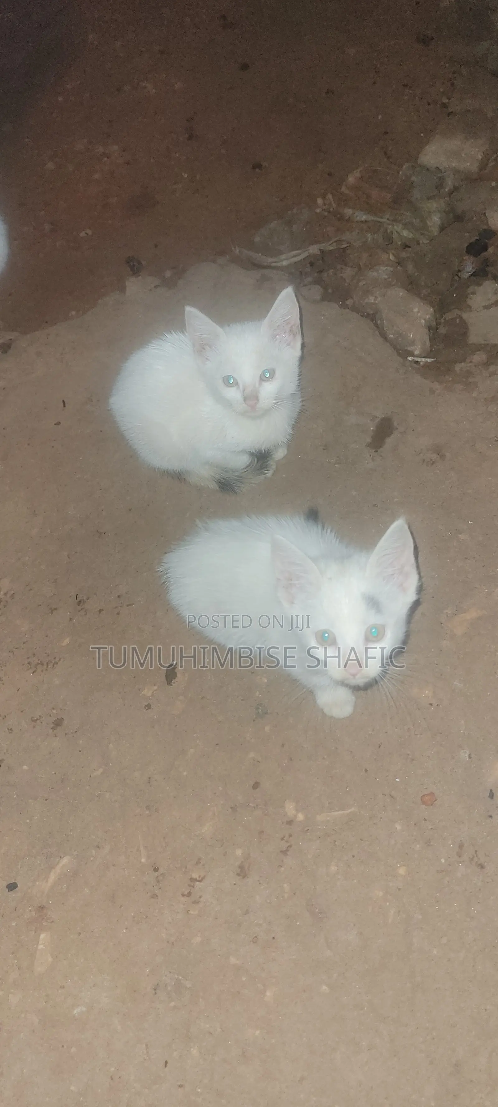 3-6 months Female Mixed Breed British Shorthair