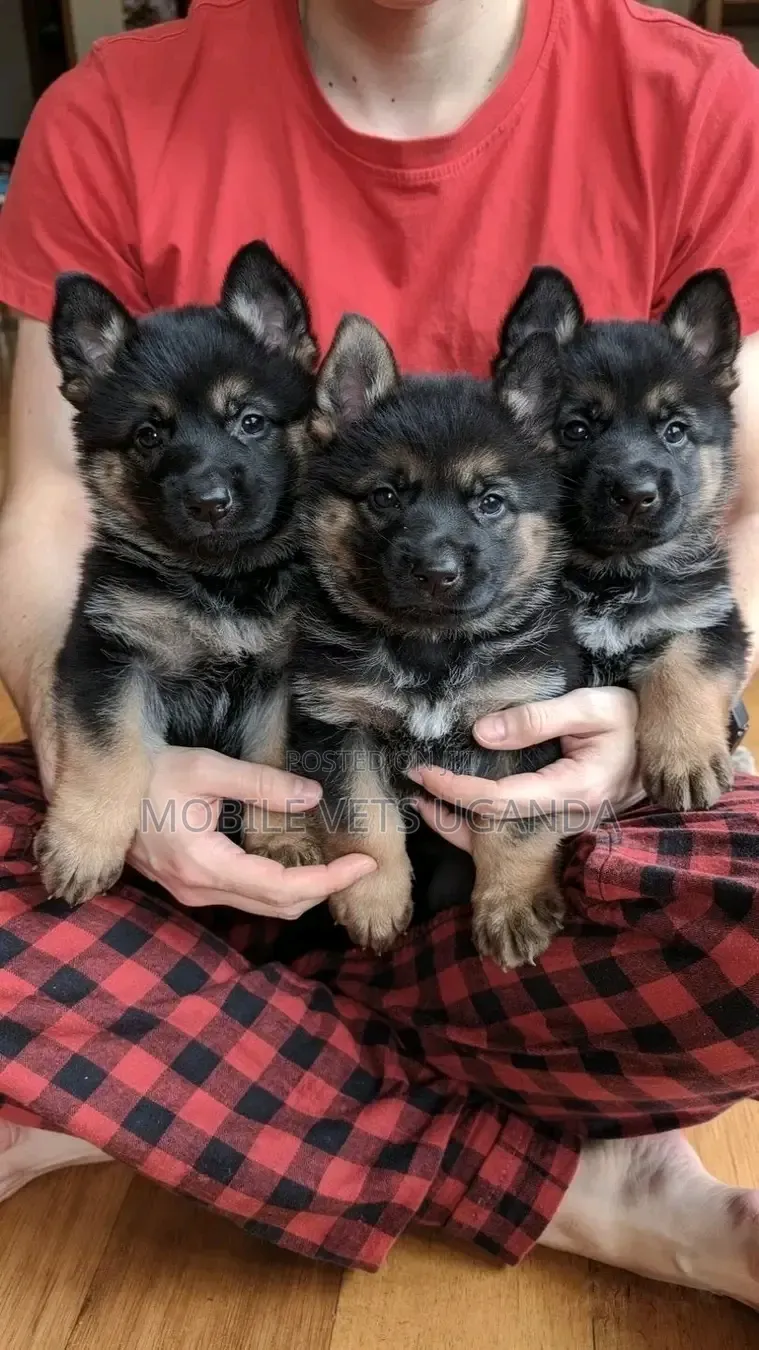 1-3 months Male Purebred German Shepherd