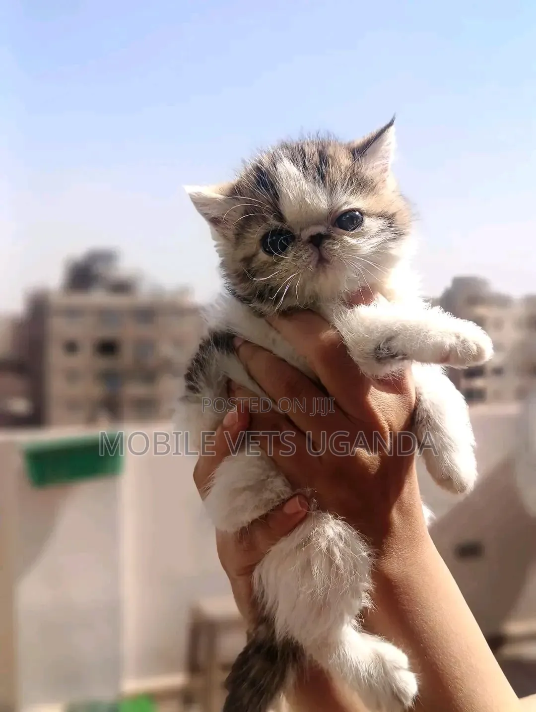 0-1 month Female Purebred Persian