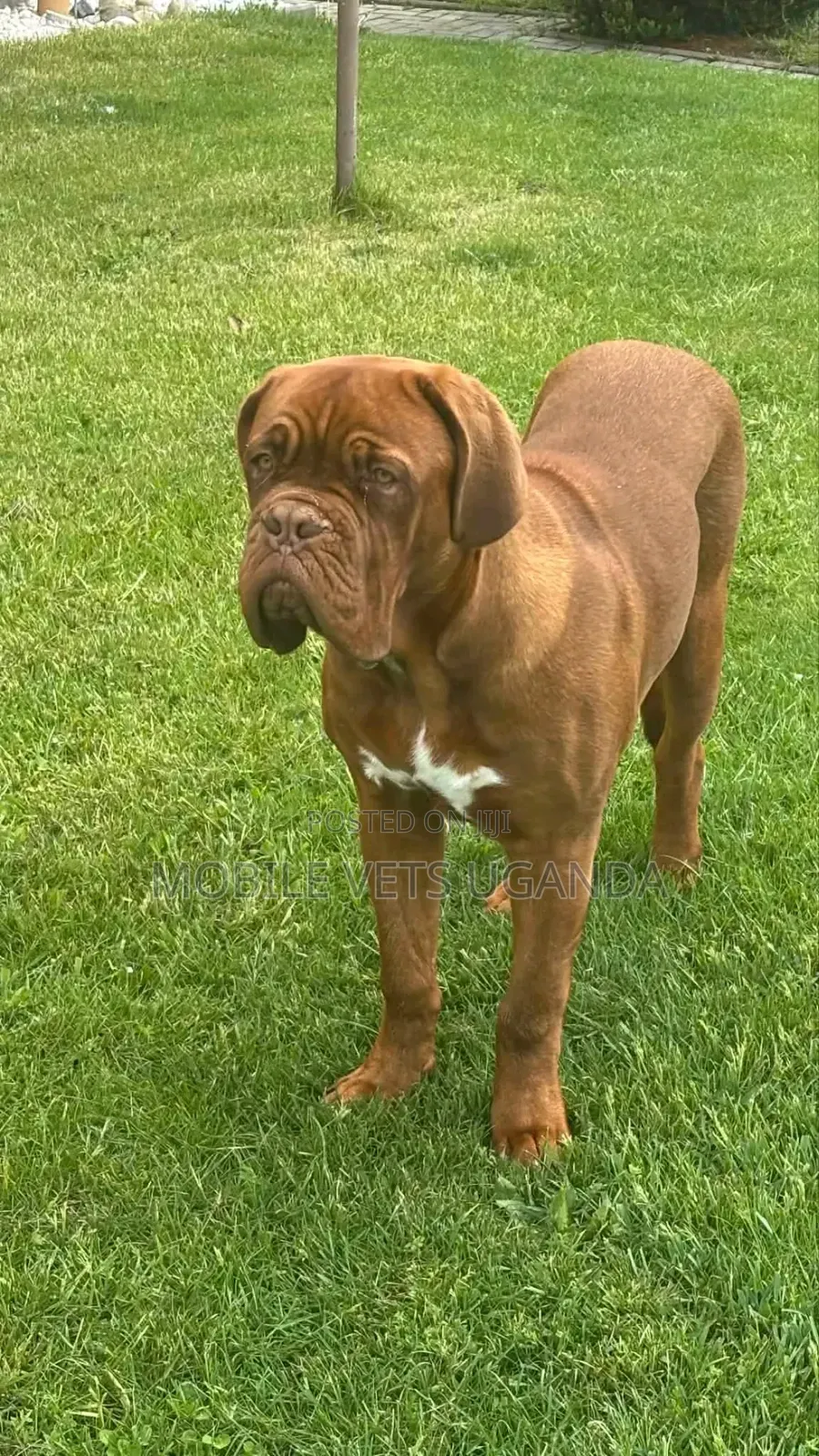 6-12 months Male Purebred Bullmastiff