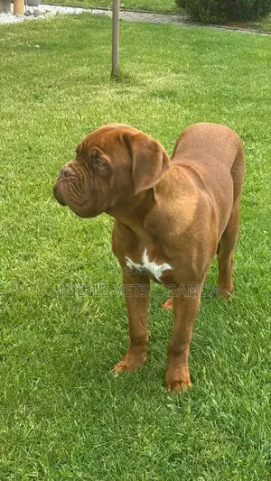 1+ year Female Purebred Bullmastiff