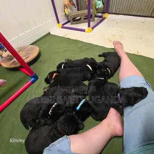 0-1 month Male Purebred German Shepherd