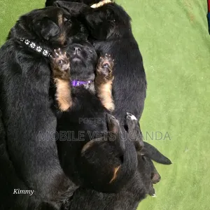 0-1 month Female Purebred German Shepherd