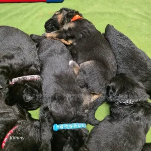 0-1 month Female Purebred German Shepherd
