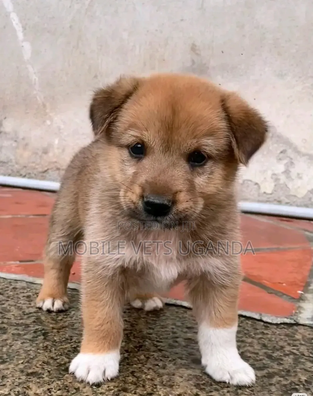 1-3 months Male Purebred German Shepherd