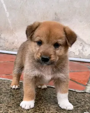 1-3 months Male Purebred German Shepherd