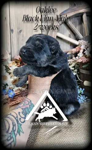 0-1 month Male Purebred German Shepherd