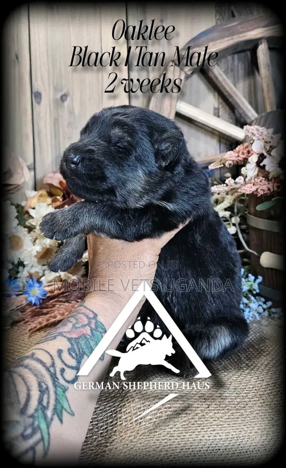 0-1 month Male Purebred German Shepherd