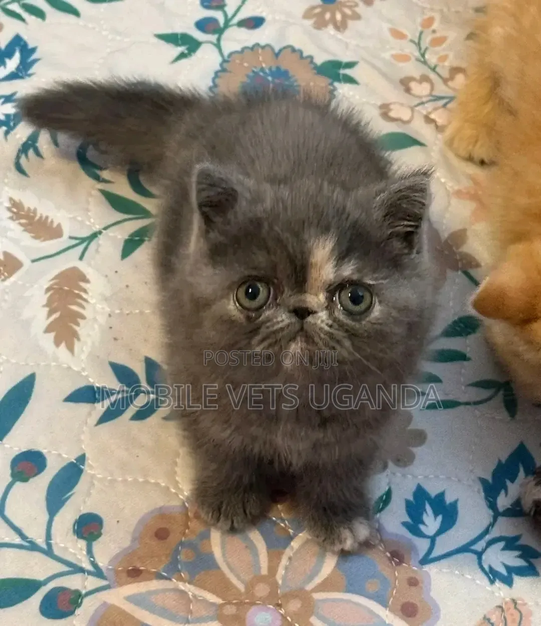 3-6 months Female Purebred Persian