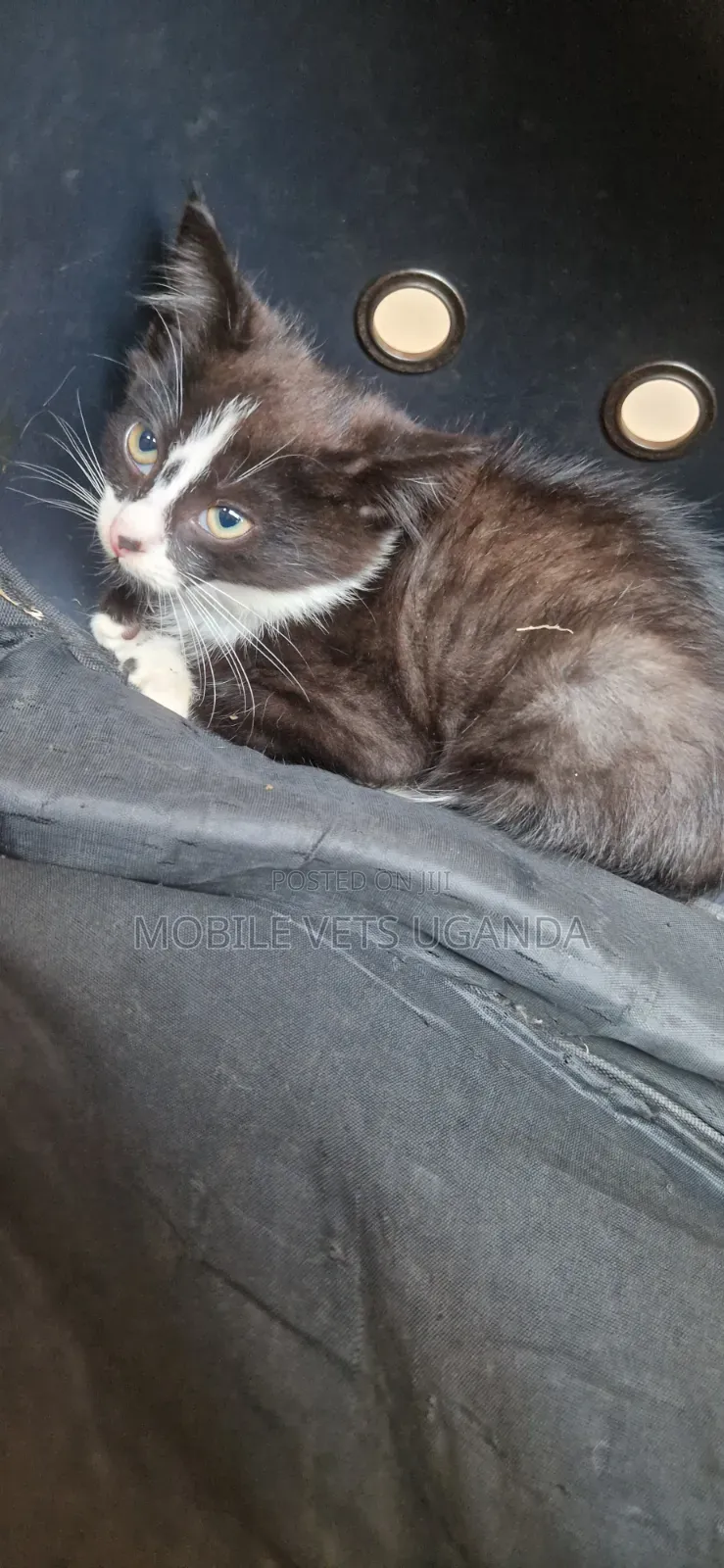1-3 months Female Purebred Manx