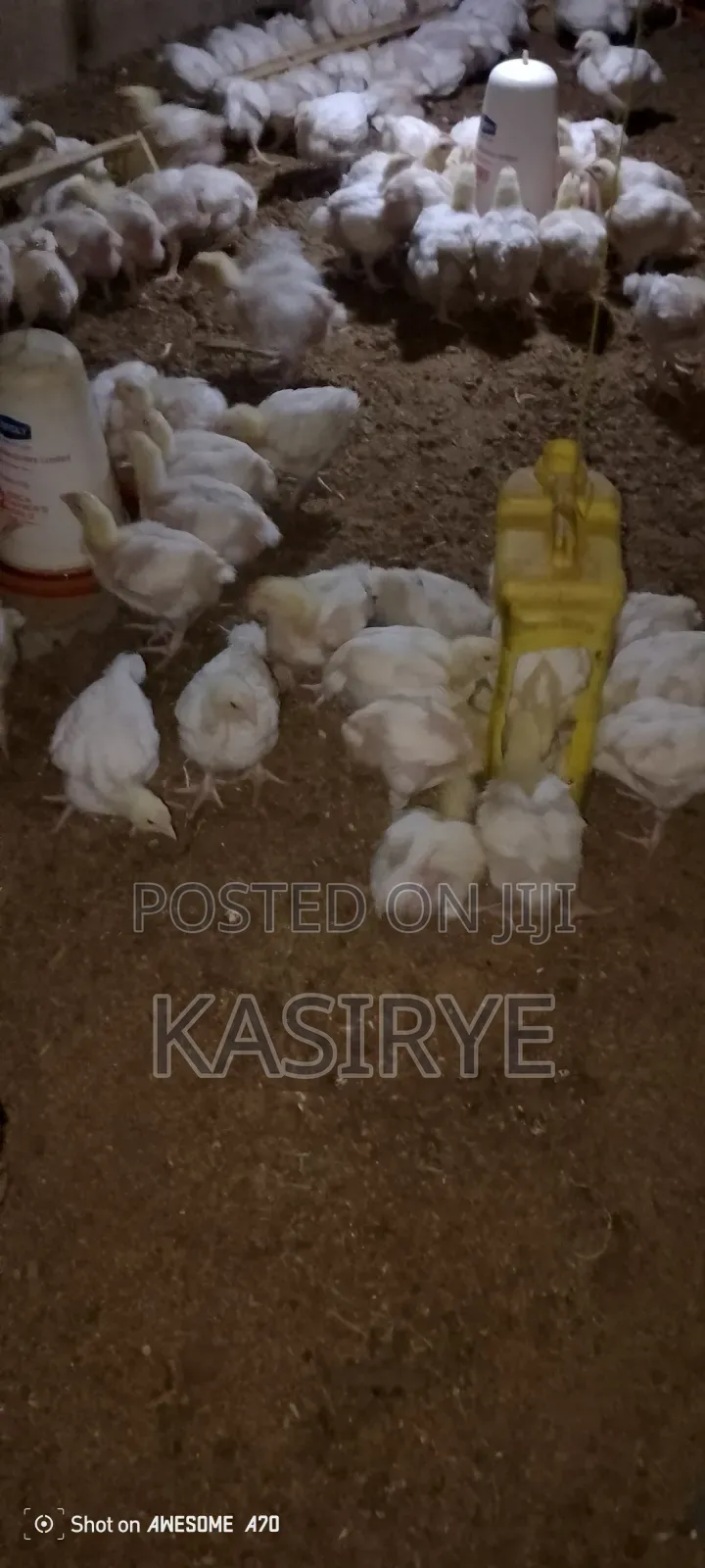 Sawwuya Day Old Chicks