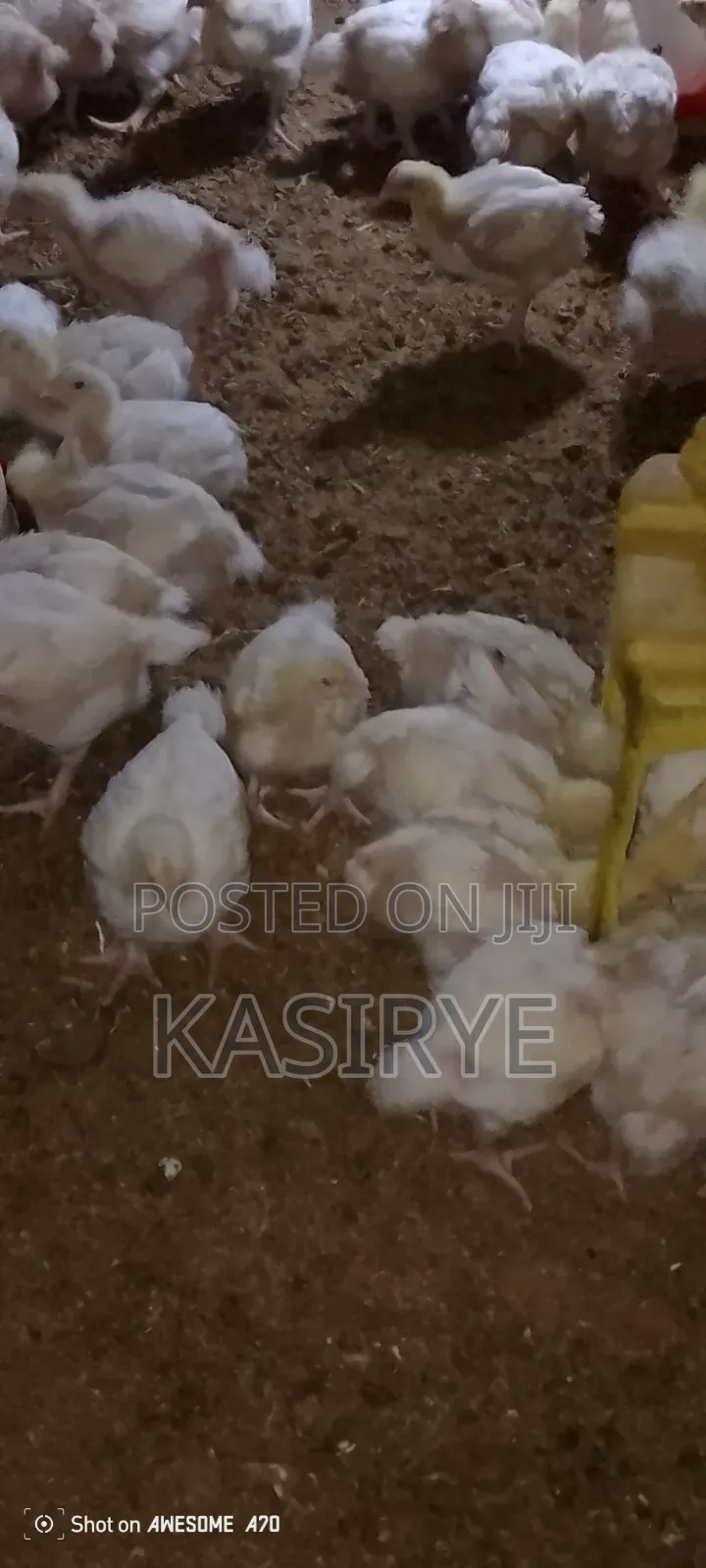 Sawwuya Day Old Chicks