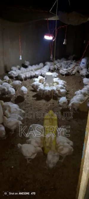 Sawwuya Day Old Chicks