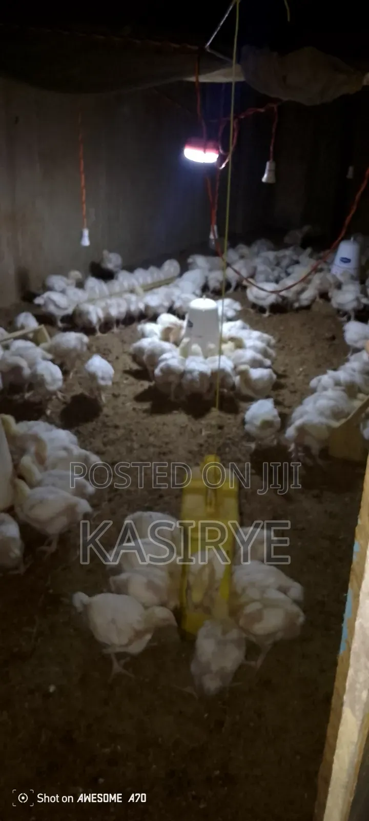 Sawwuya Day Old Chicks