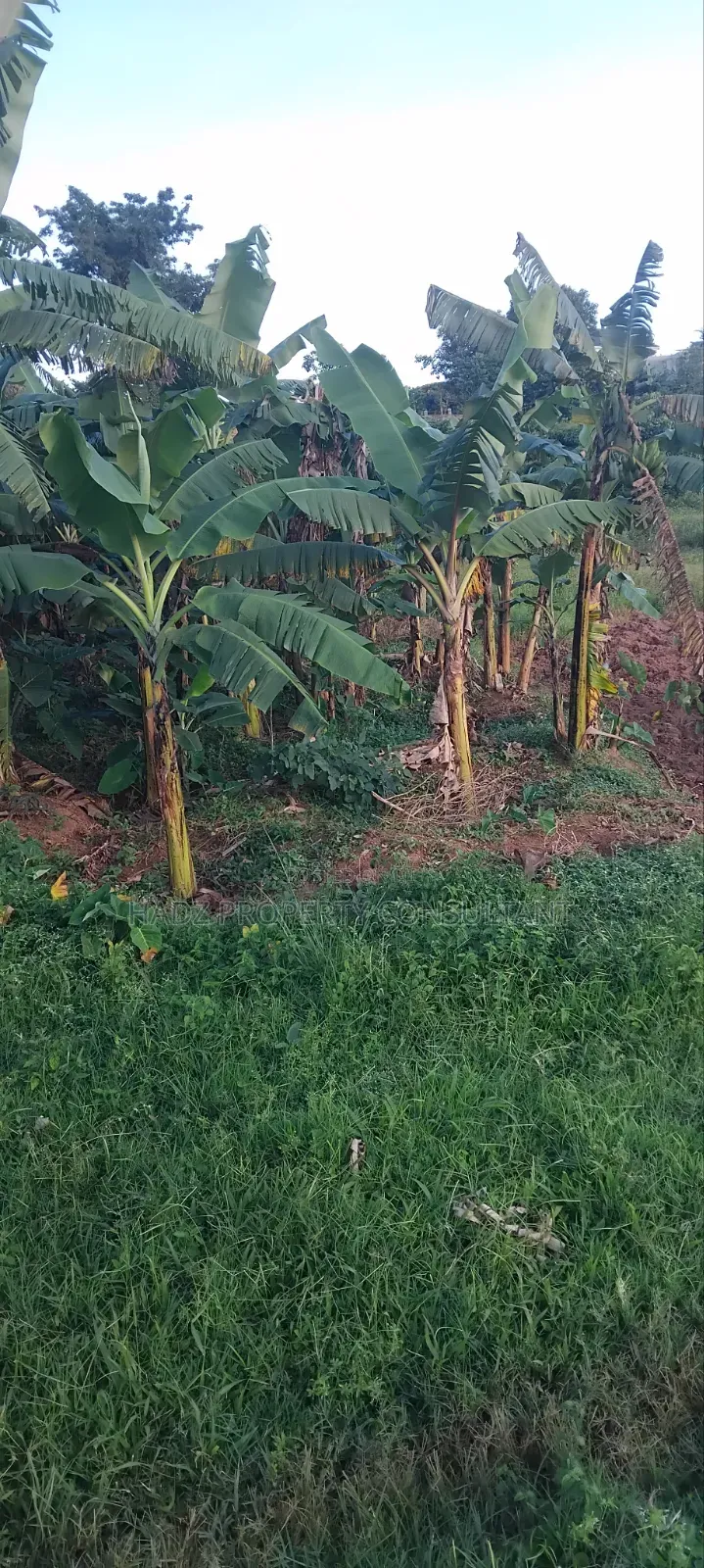 Plot on Sale