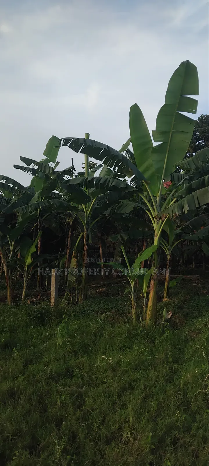 Plot on Sale