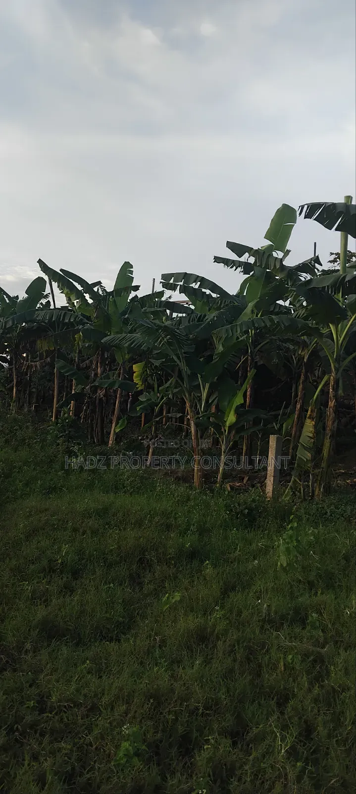 Plot on Sale