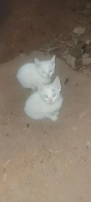 3-6 months Female Mixed Breed British Shorthair