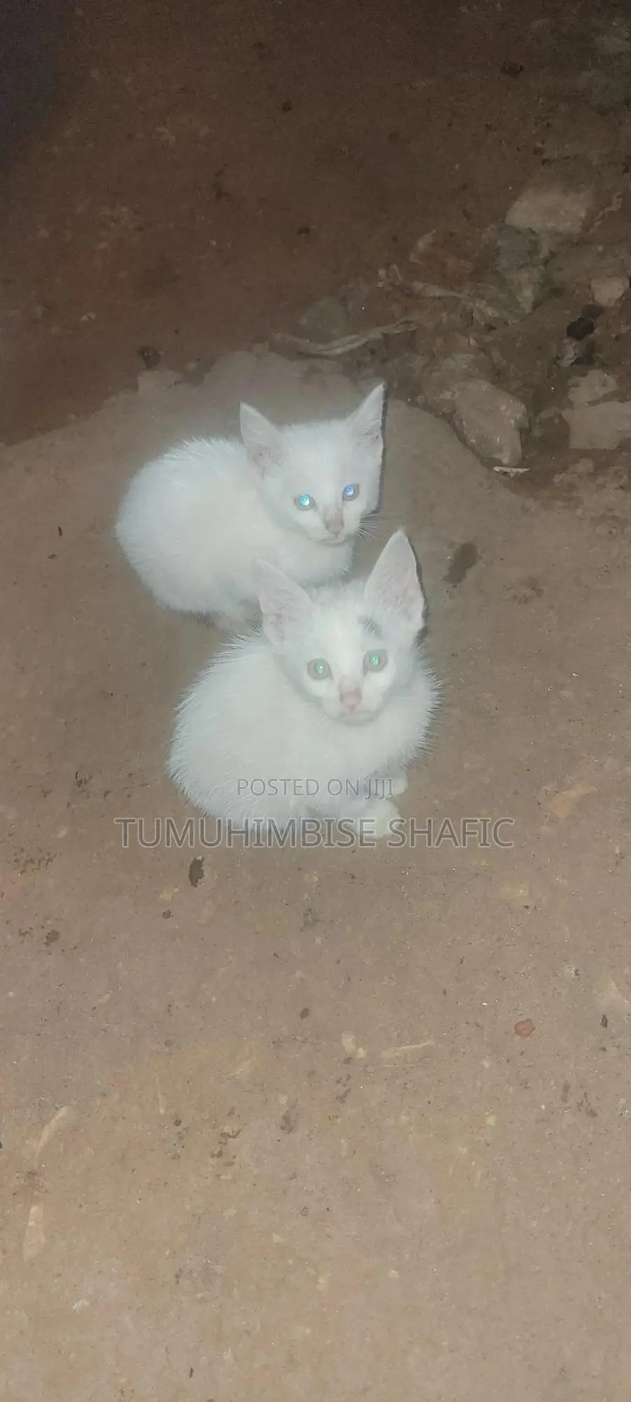 3-6 months Female Mixed Breed British Shorthair